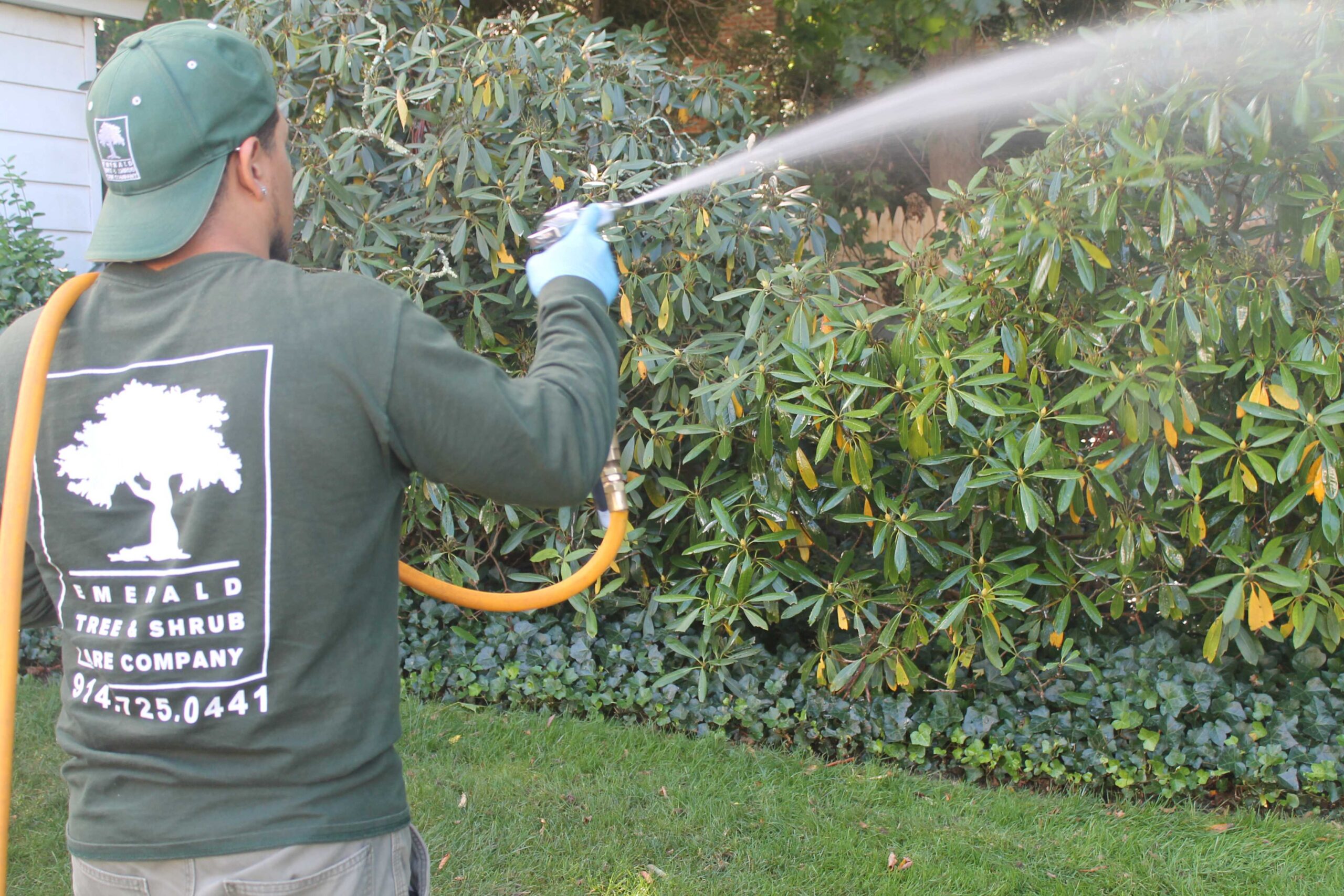 Emerald Tree Care Service in action