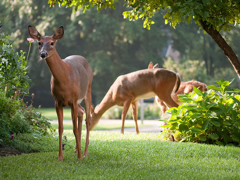 Organic Deer Control Services in NY & CT