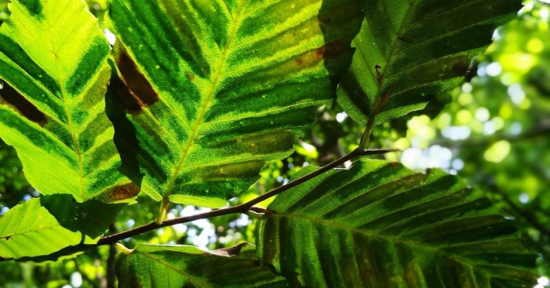 Beech Leaf Disease