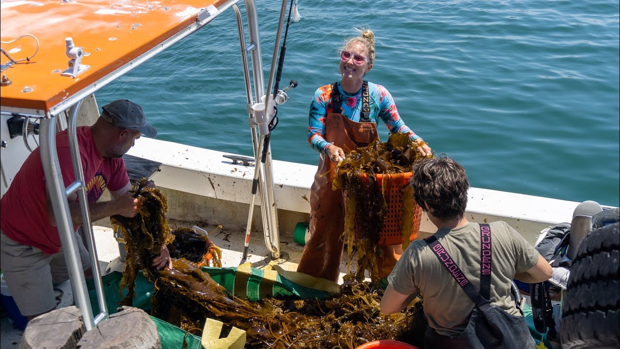 Montauk Sea Kelp