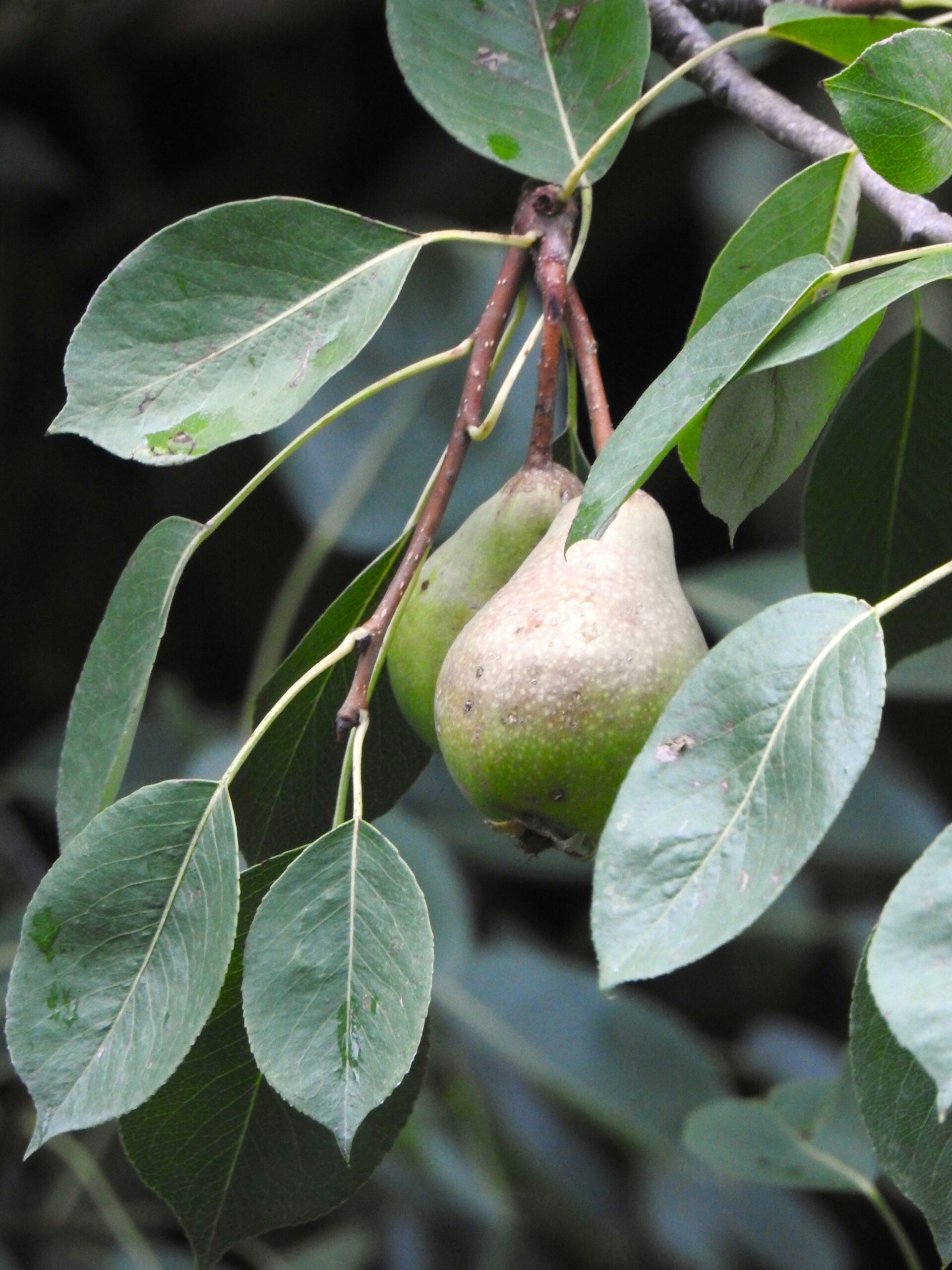 Healthy pear tree in an orchard