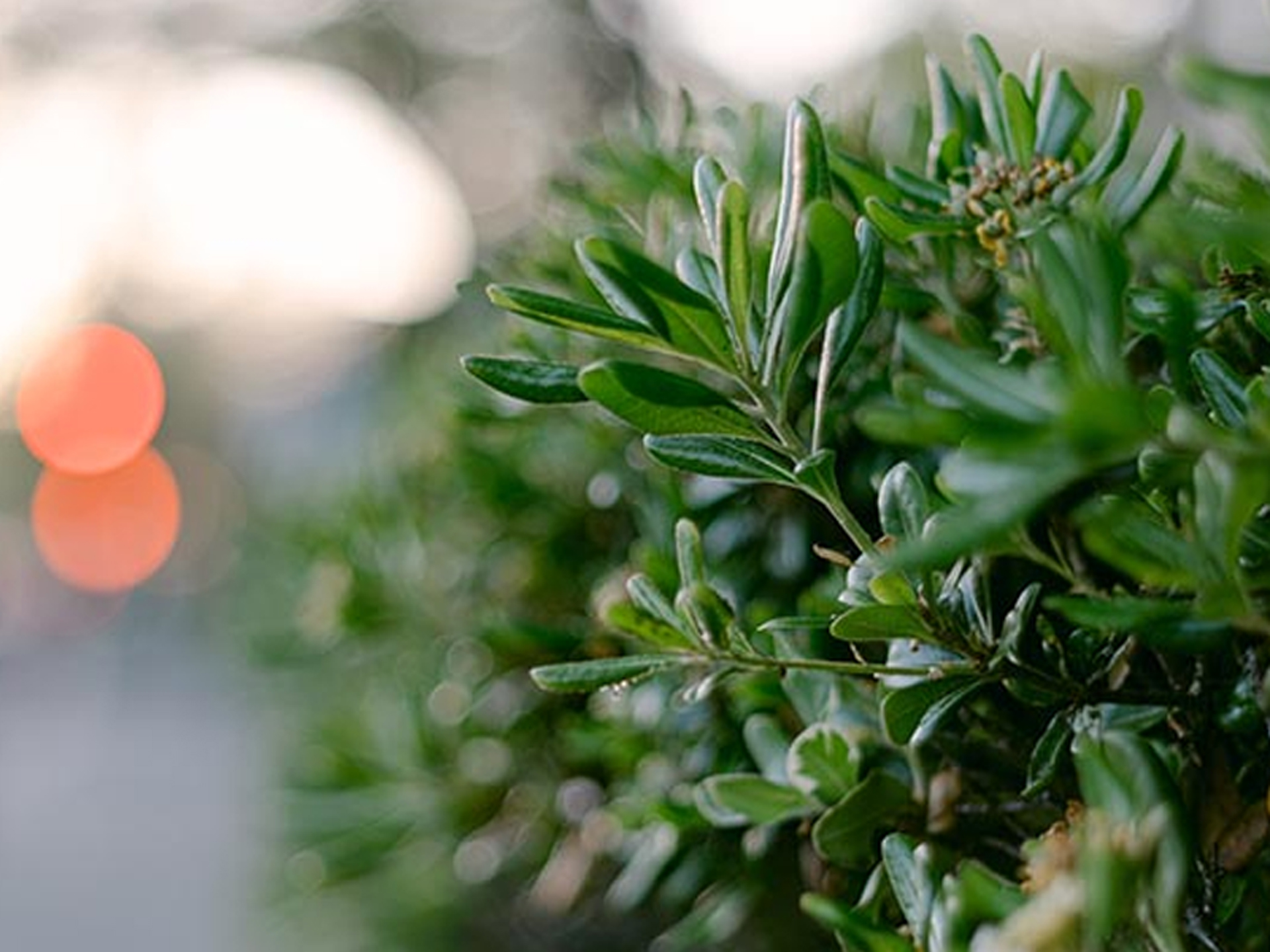 Custom Annual Plant Health Care Programs