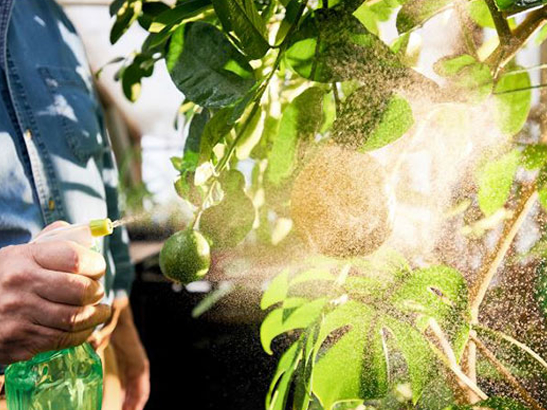 Integrated Tree Pest Control & Management Services