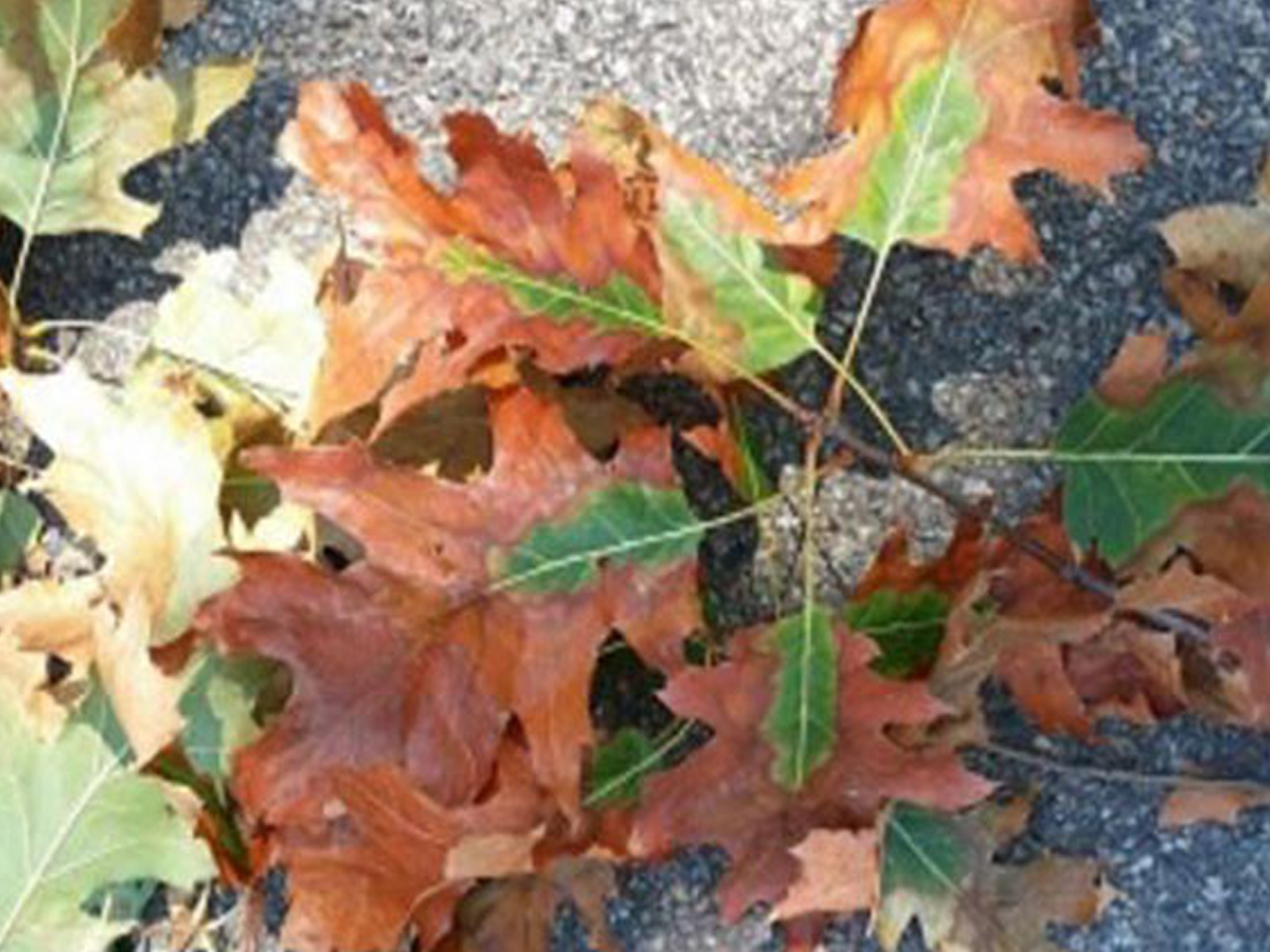 Tree Disease Treatment Prevention in NY & CT