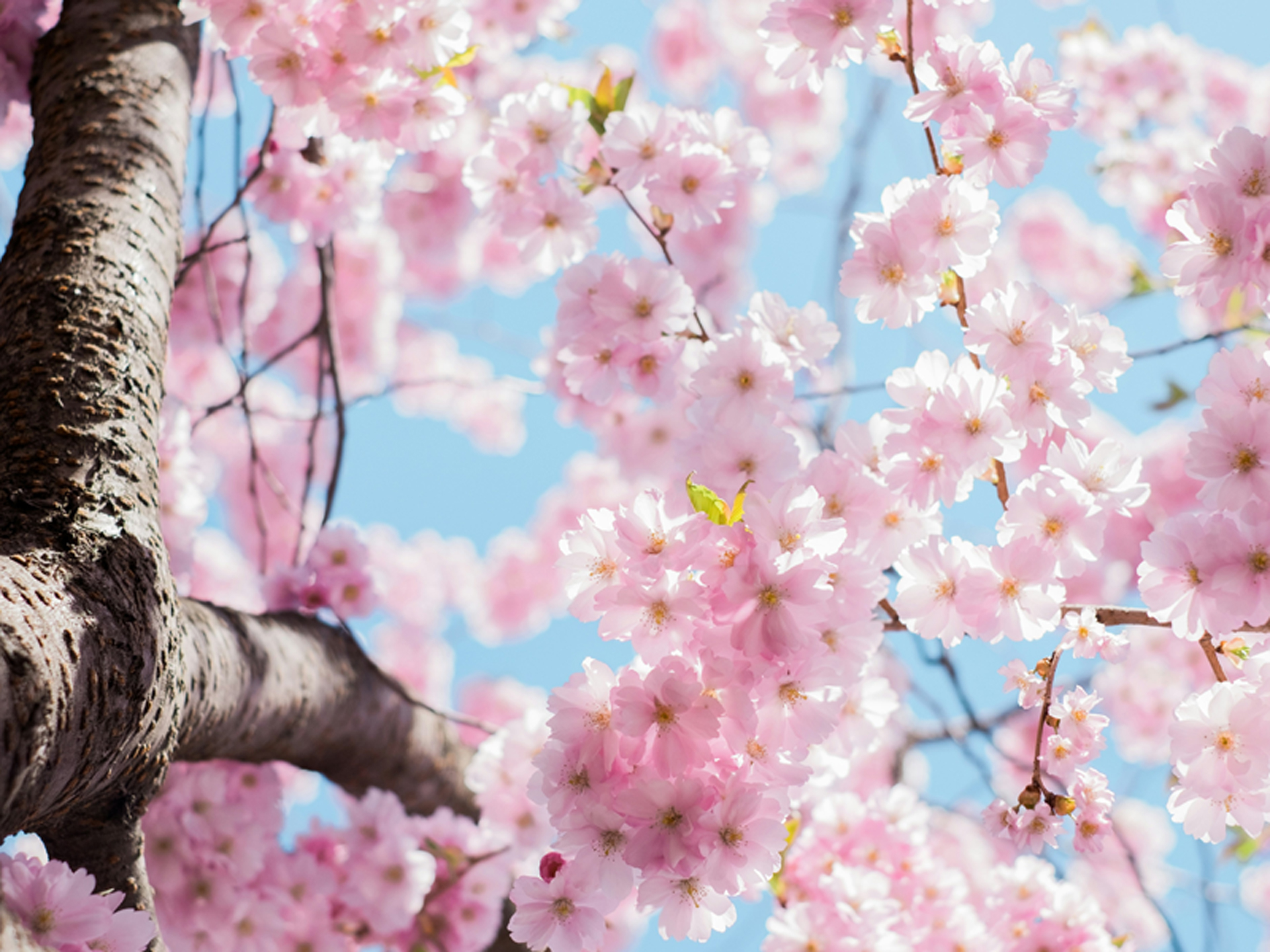 Tree Pruning in New York & Connecticut