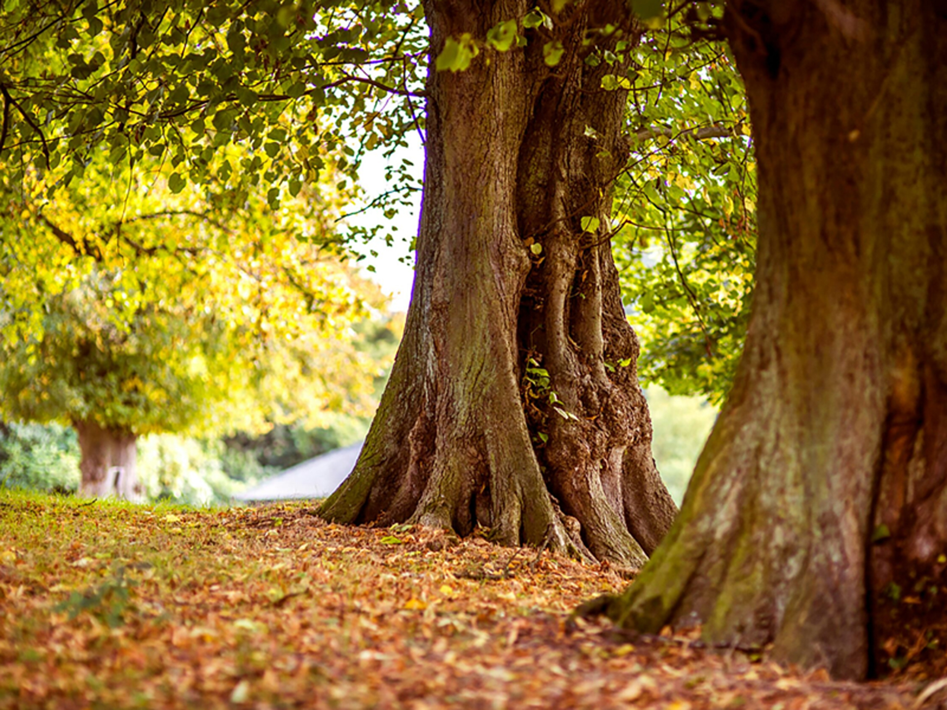 Root Zone Soil Invigoration