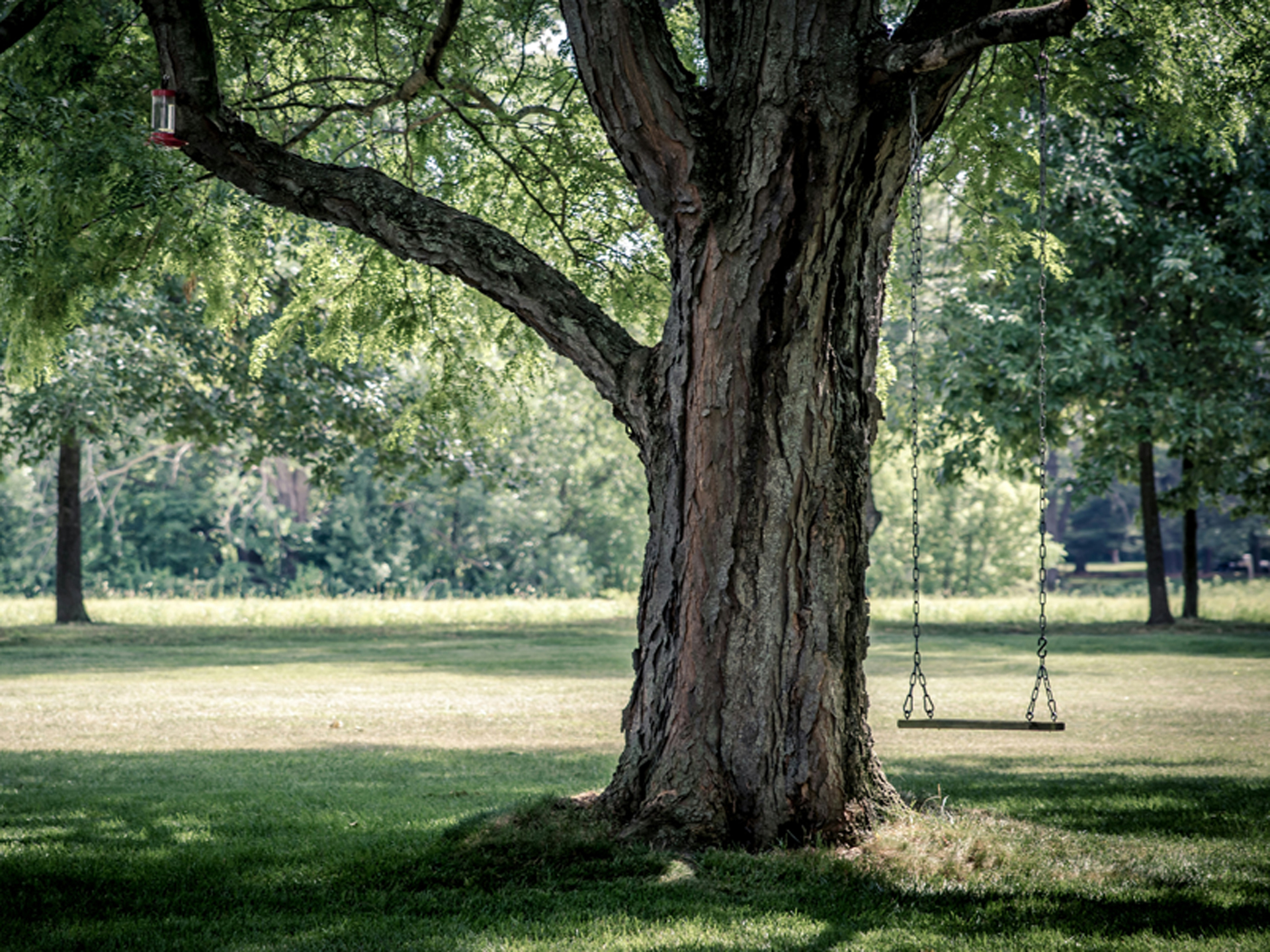 Vertical Mulching Services
