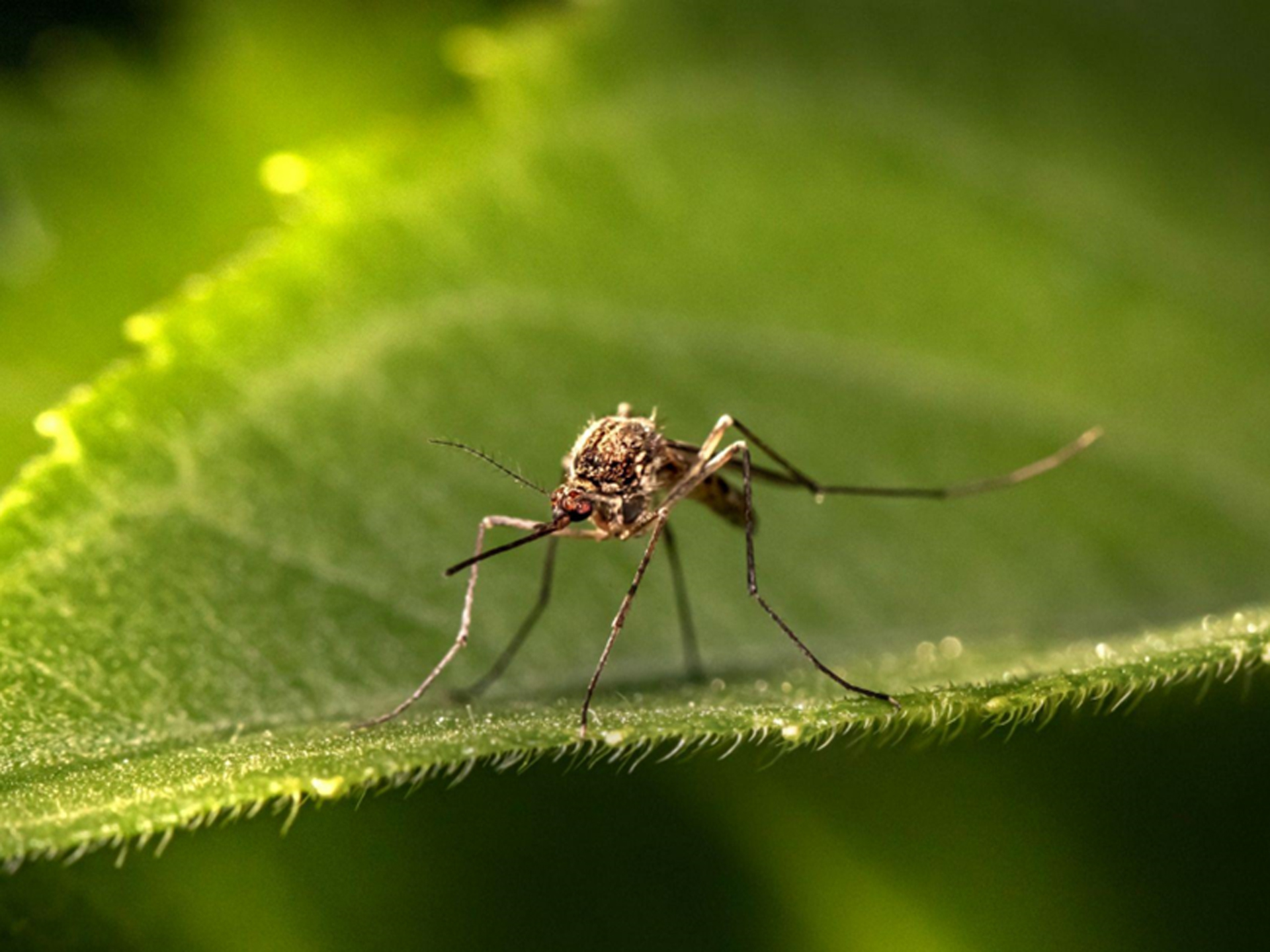 Organic Mosquito Control Services