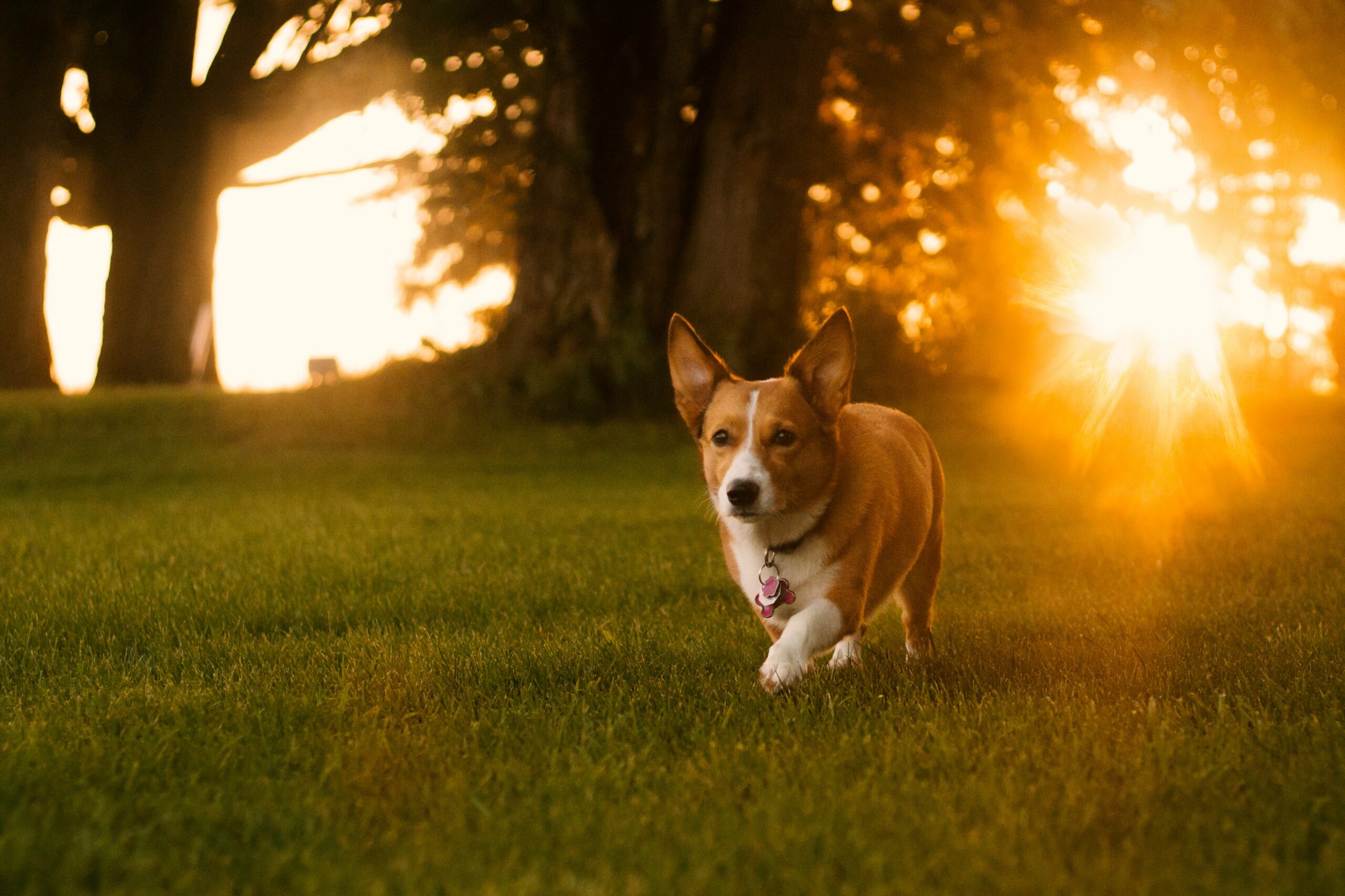 Dog running in a yard