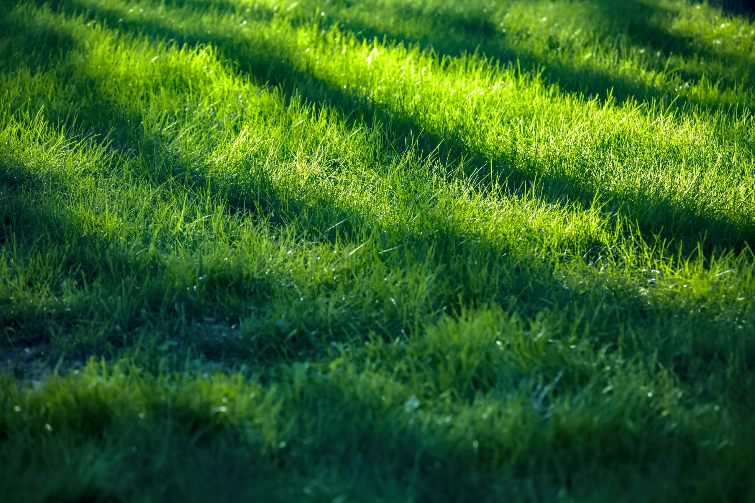 Beautiful Lawn