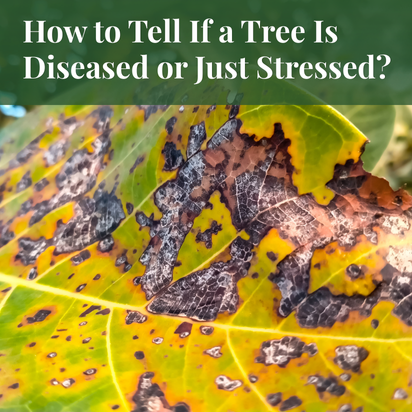 How to Tell If a Tree Is Diseased or Just Stressed