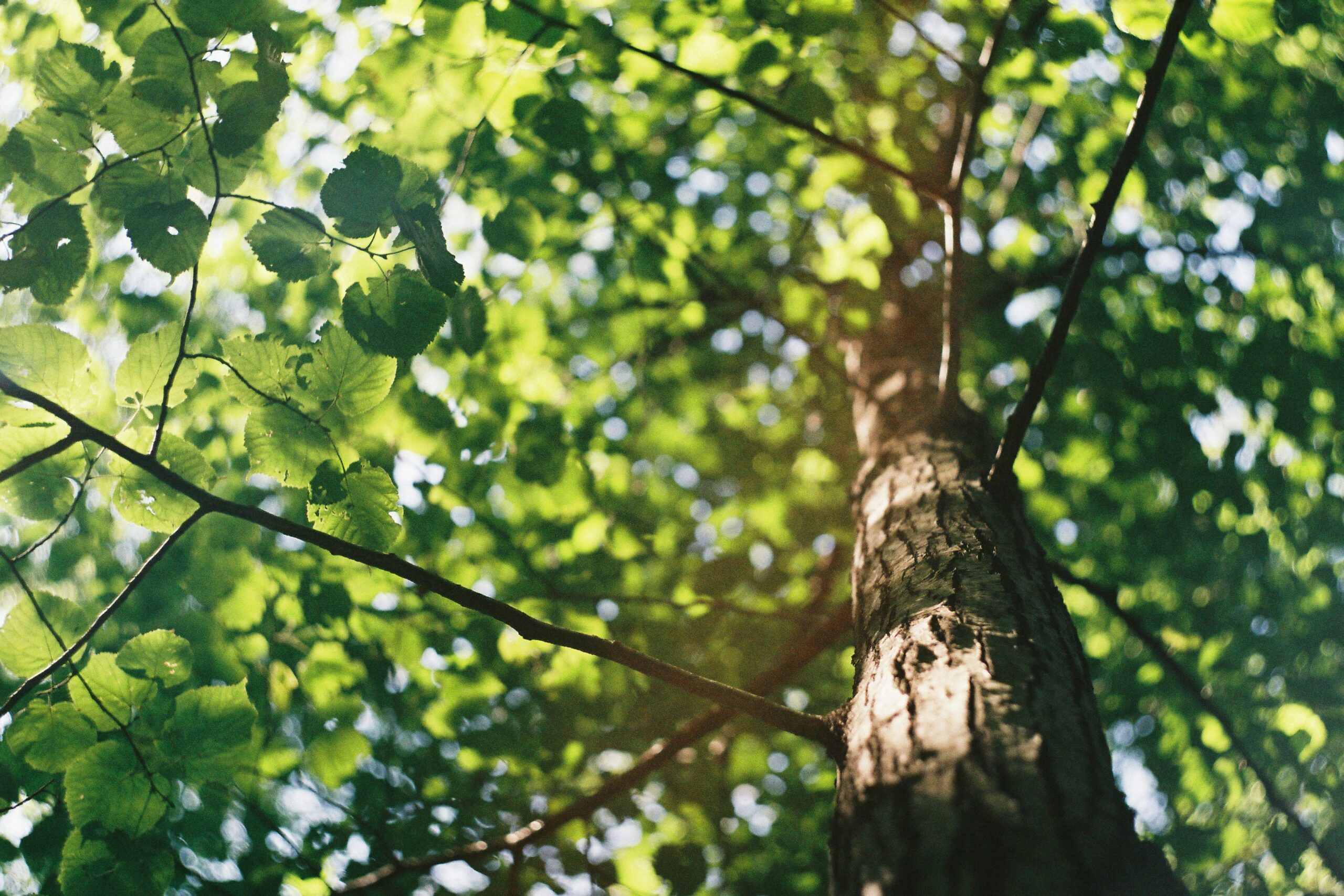Looking up into a healthy tree
