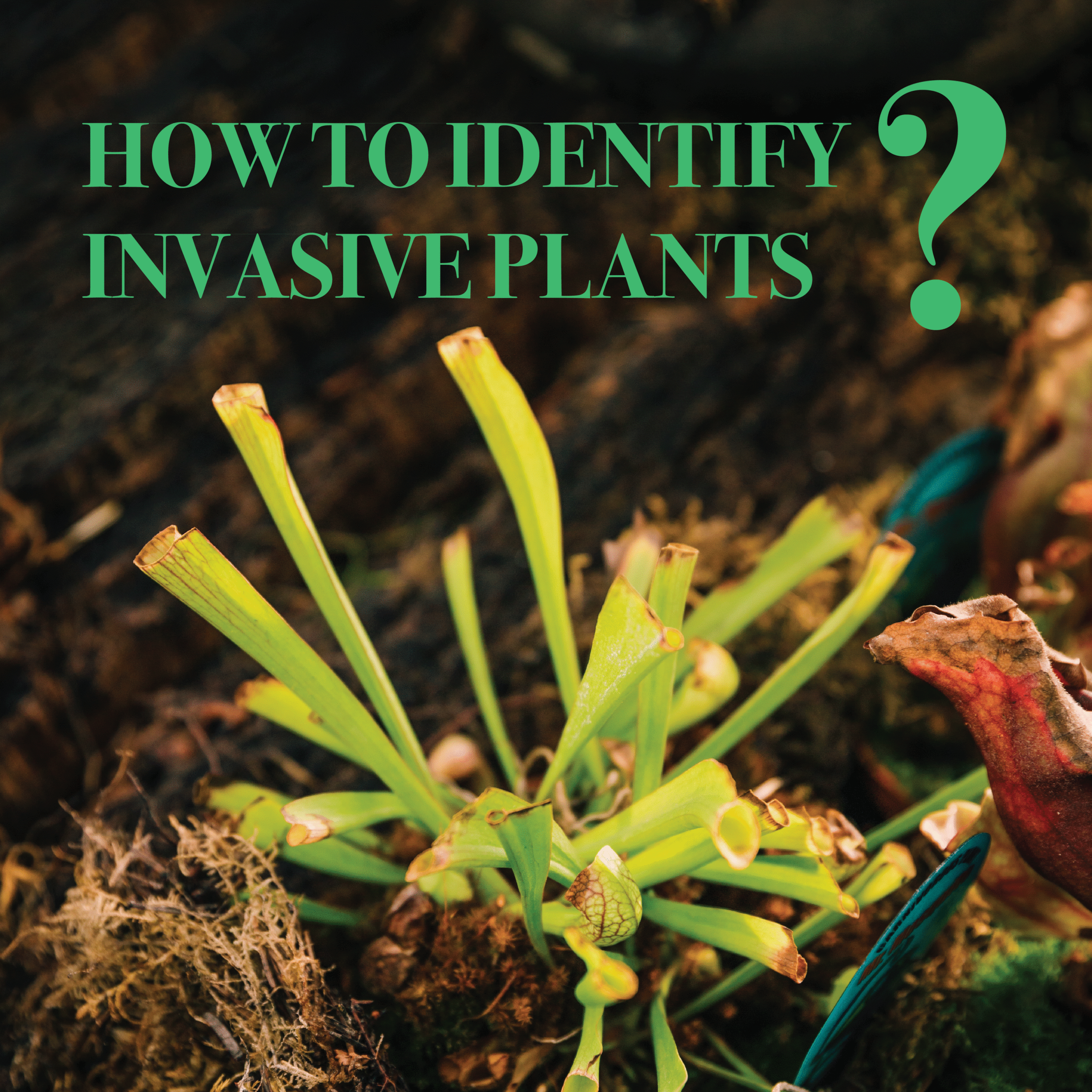  How to Identify Invasive Plants