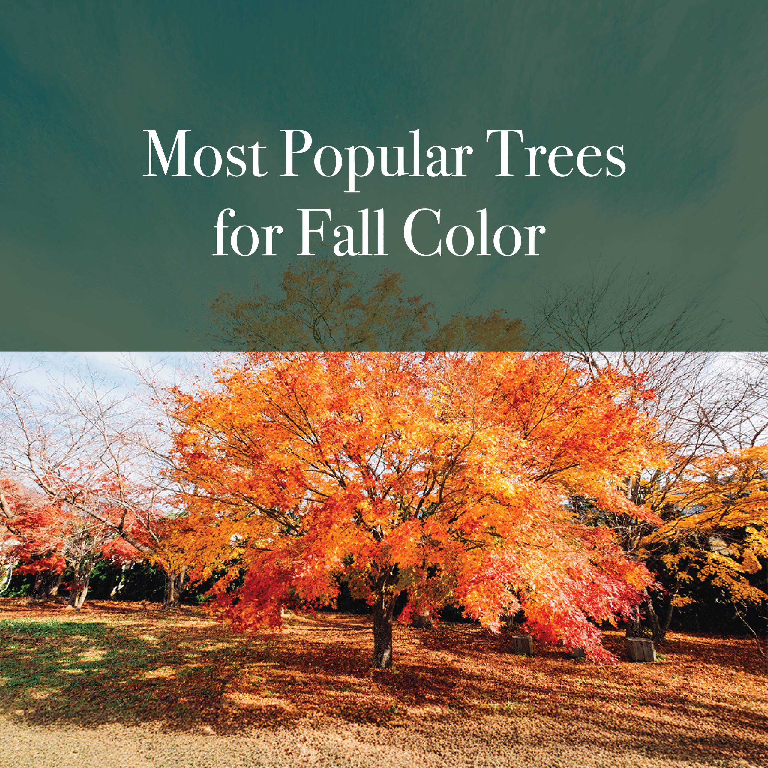 Most Popular Trees for Fall Color 🍁