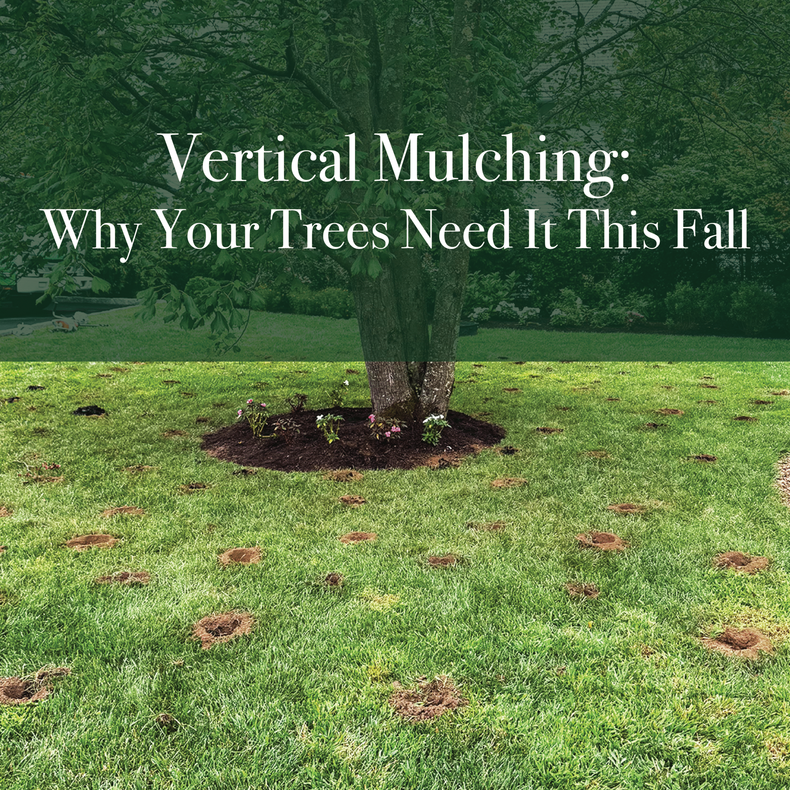 What is Vertical Mulching: Why Your Trees Need It This Fall