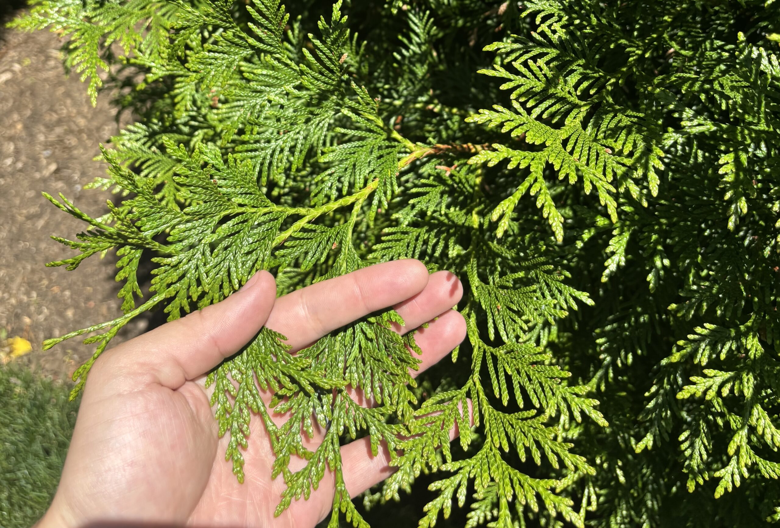 IMG_4053 Professional arborists evaluating a tree for invasive plant presence, carefully inspecting the trunk and surrounding growth to identify issues and plan targeted treatment.