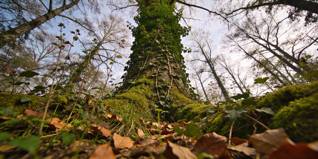 Low-angle view of an invasive vine climbing a moss-covered tree trunk in a woodland setting, with leaf litter and undergrowth at the base, illustrating how invasive plants overtake trees and forest ecosystems.