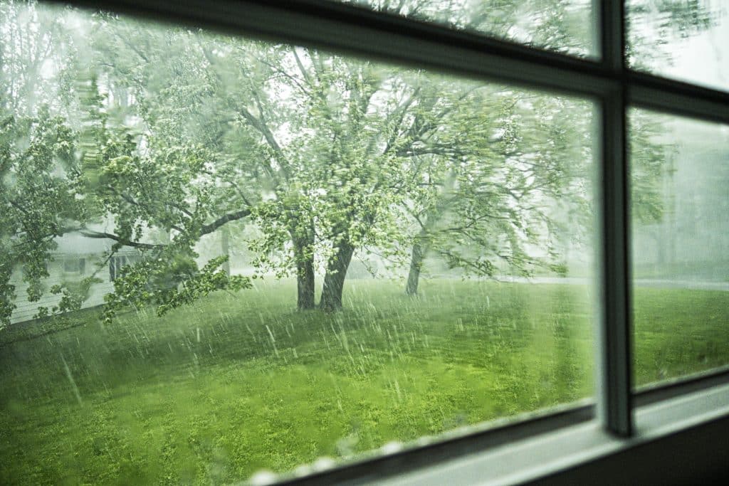 tree in summer storm new york