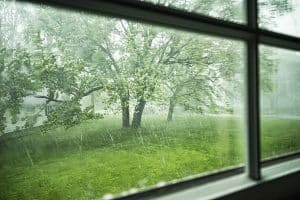 tree in summer storm new york